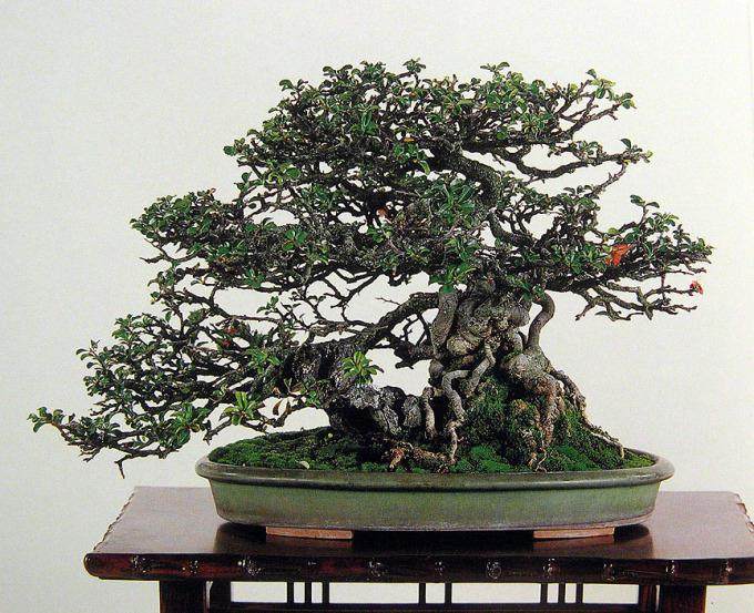 多图片演示木瓜盆景的制作过程