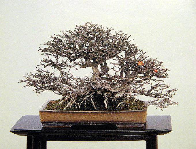 多图片演示木瓜盆景的制作过程