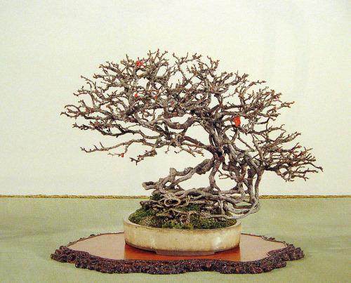 多图片演示木瓜盆景的制作过程