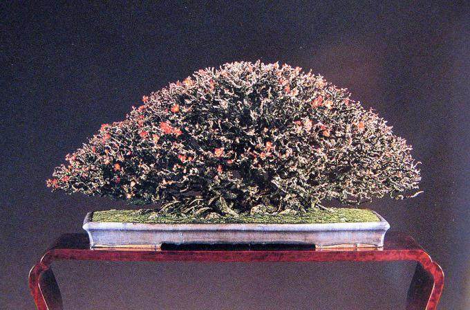 多图片演示木瓜盆景的制作过程