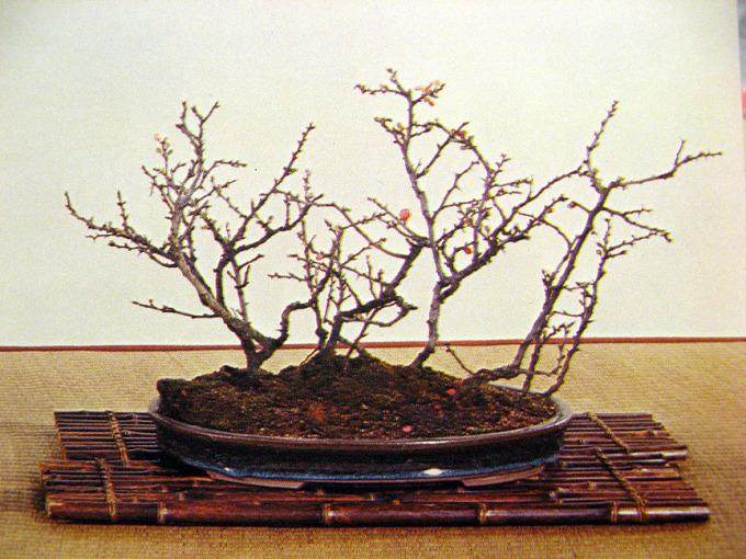 多图片演示木瓜盆景的制作过程