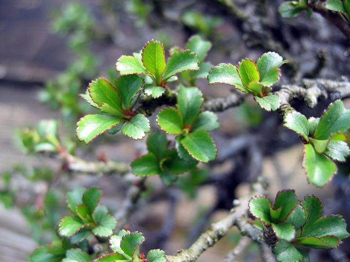 多图片演示木瓜盆景的制作过程