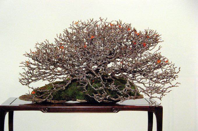 多图片演示木瓜盆景的制作过程