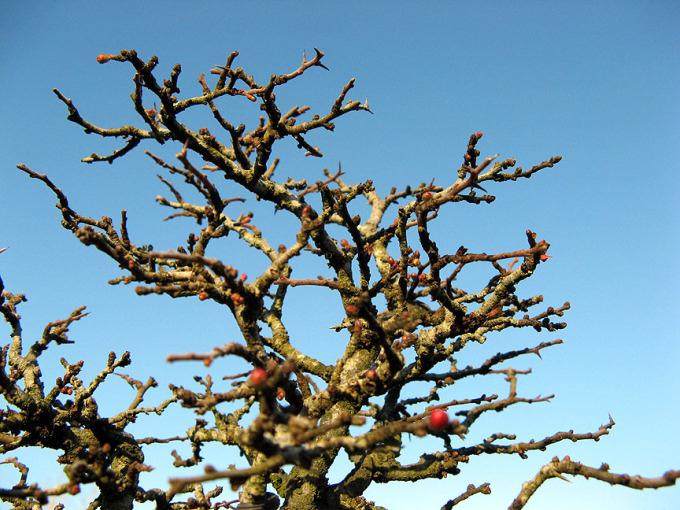 多图片演示木瓜盆景的制作过程