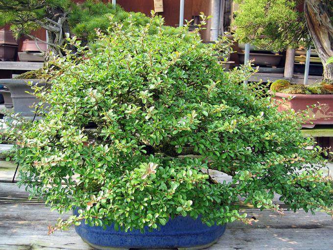 多图片演示木瓜盆景的制作过程