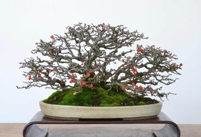 多图片演示木瓜盆景的制作过程