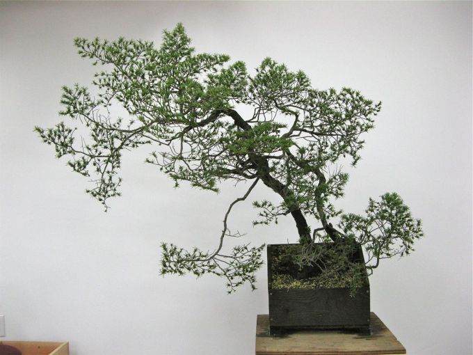 加拿大盆友演示山铁杉盆景的制作过程