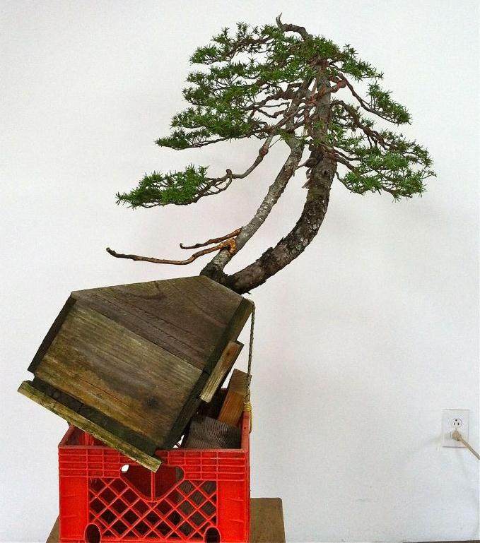 图解 老外怎么制作山铁杉盆景的18个过程