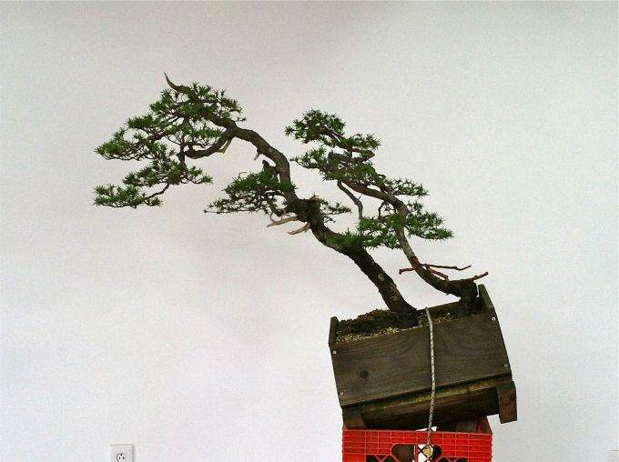 图解 老外怎么制作山铁杉盆景的18个过程