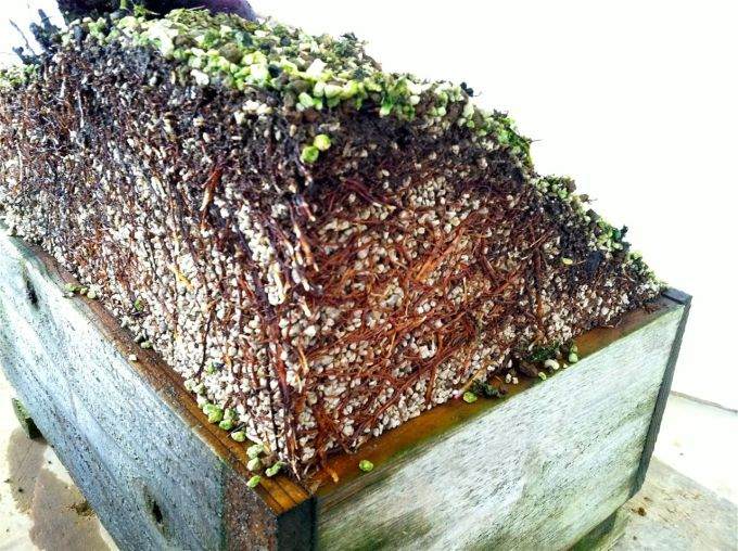 图解 老外怎么制作山铁杉盆景的18个过程