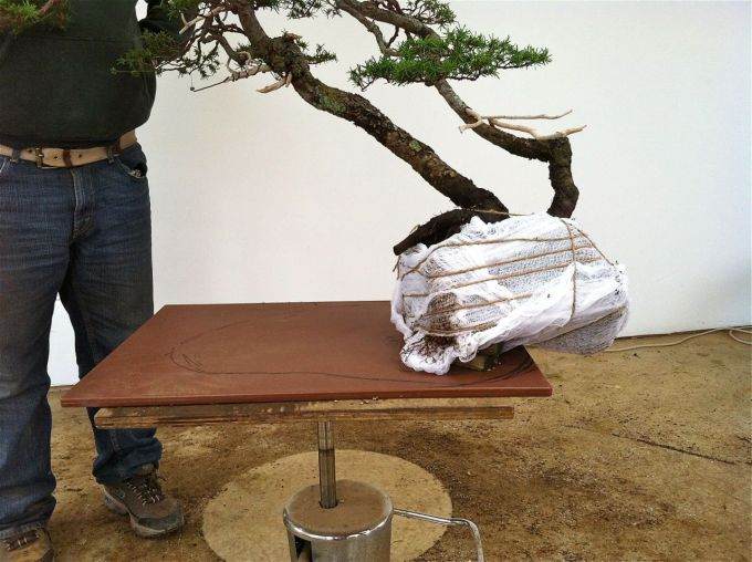 图解 老外怎么制作山铁杉盆景的18个过程