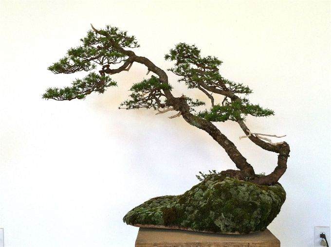 图解 老外怎么制作山铁杉盆景的18个过程