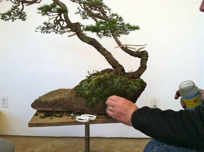 图解 老外怎么制作山铁杉盆景的18个过程