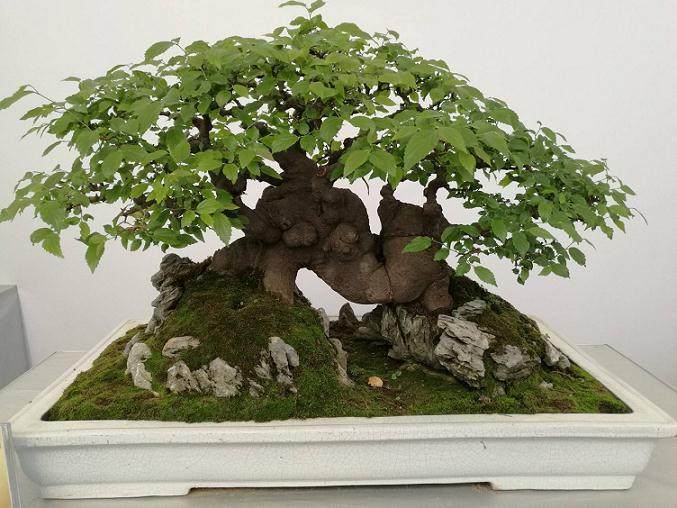 关于举办中国盆景艺术学术论坛的通知