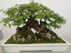 关于举办中国盆景艺术学术论坛的通知