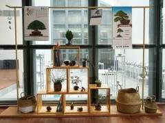 上海植物园2018秋季海style的盆景展