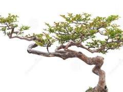 山东青州大明衡王城将举办大型奇石盆景展销会