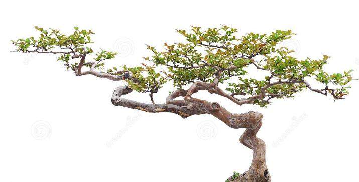 山东：青州大明衡王城将举办大型奇石盆景展销会