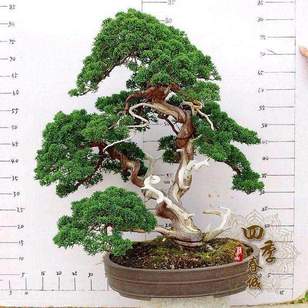 我的五针松和真柏盆景