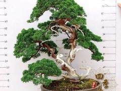 我的五针松和真柏盆景