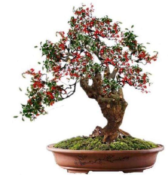 在冬季怎么样做枸杞盆景?