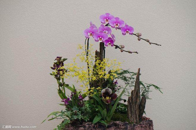 文昌社区还会不定期举行花草盆景展