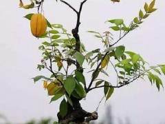 山西老果农 果树栽花盆当成盆景热卖