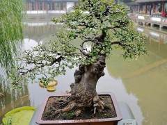 栽培技术-日本海棠的养护管理及运用