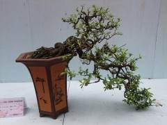 园林种植技术-如何养护日本海棠盆景