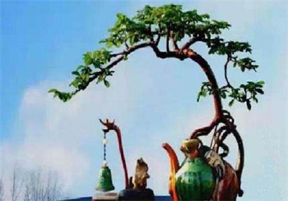 种植技术—日本海棠盆景