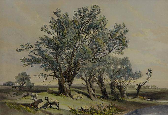 九江加强对盆景市场的管理 制止上庐山采挖树蔸