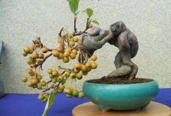 都江堰市以川派盆景产业化发展思路指导农村工作