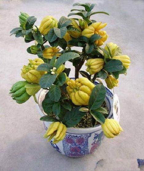 金华佛手矮化盆景受到国内外客商和的青睐