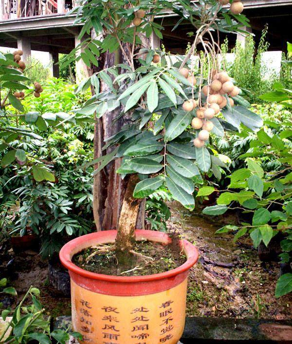 昆明世博会上的龙眼盆景深受客人喜爱