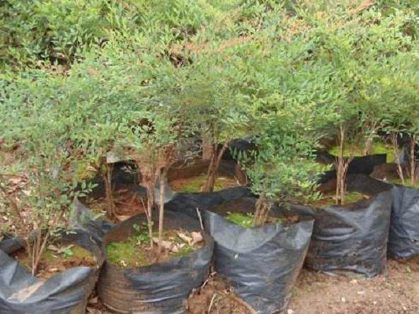 南天竹盆景剪枝有妙招