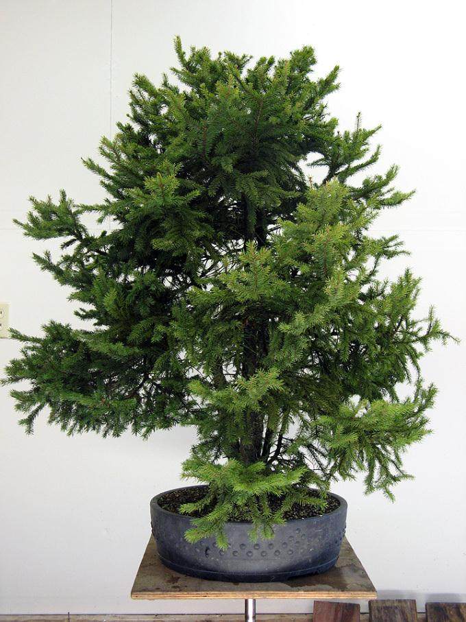 图解老外修剪云杉盆景的过程