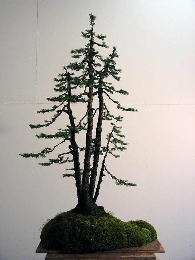 图解 老外给云杉盆景蟠扎的6个过程