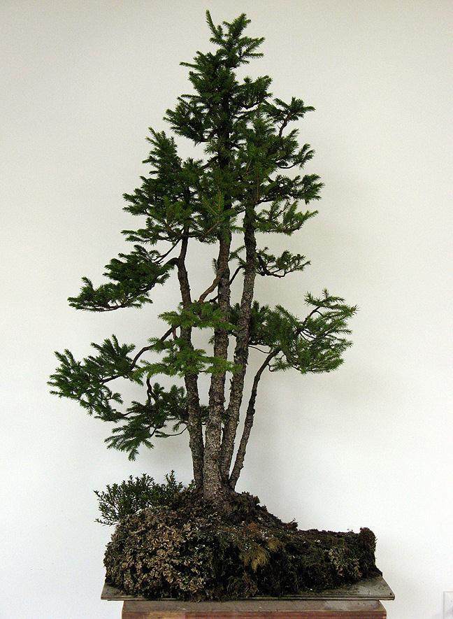 图解 老外给云杉盆景蟠扎的6个过程