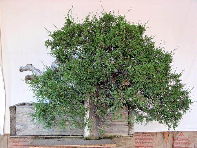 看老外如何给杜松盆景弯曲造型?
