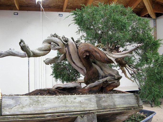 看老外如何给杜松盆景弯曲造型