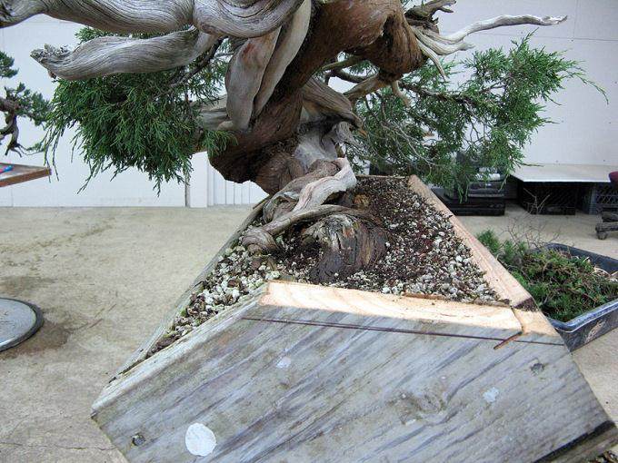 看老外如何给杜松盆景弯曲造型