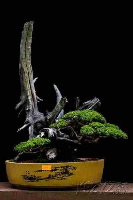 故宫博物院收藏的艺术盆景