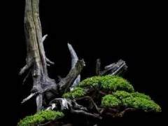 故宫博物院收藏的艺术盆景