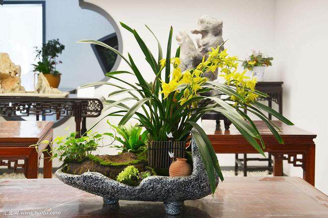 云南文山举办根艺盆景兰花展【图】