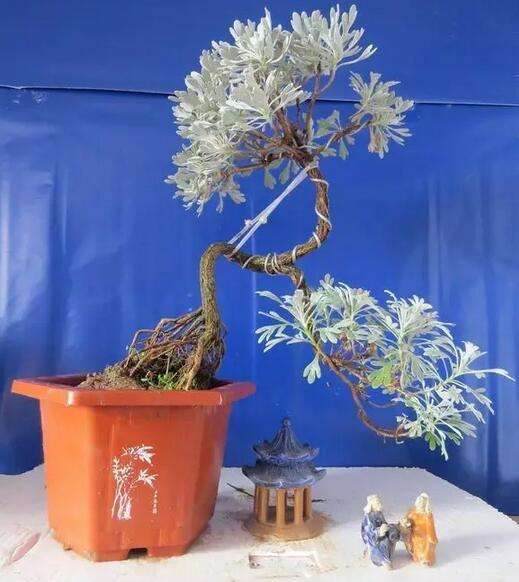 雪艾盆景的养护与造型