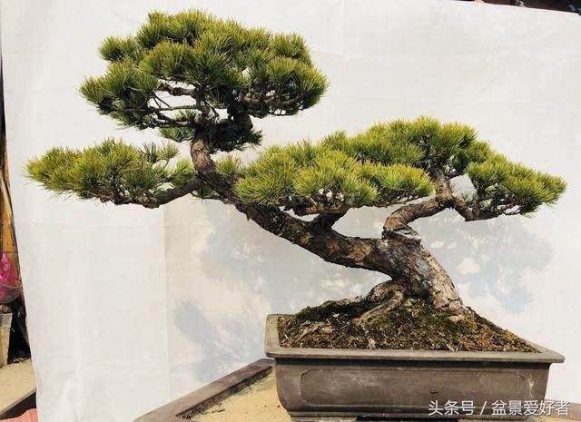 金华县花卉盆景实现产值超1亿元