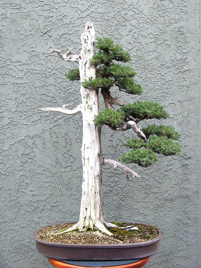 老外演示杜松盆景经过6年的成长和维护