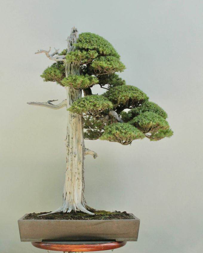 老外演示杜松盆景经过6年的成长和维护