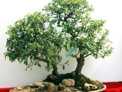 盆景装饰微型盆景构思精美 造型典雅