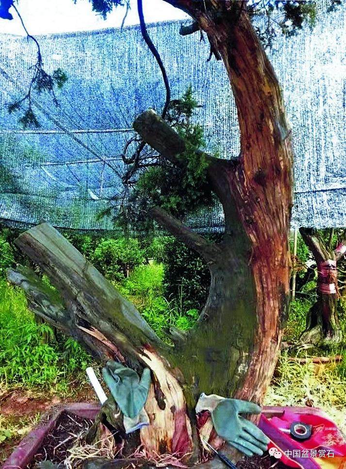 图解 盆景怎么镂雕制作的13个过程